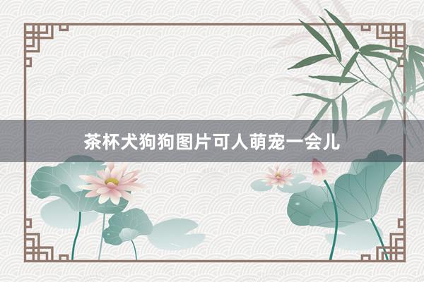 茶杯犬狗狗图片可人萌宠一会儿